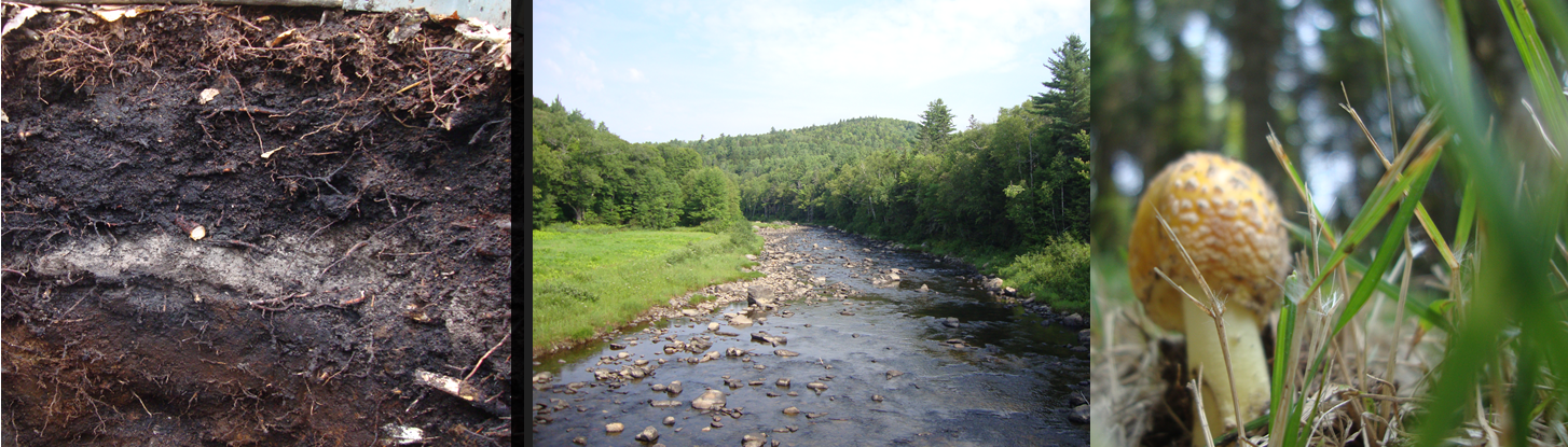 Soil Biogeochemistry